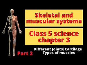 Skeletal and Muscular System Class 5 Science Chapter 3 | Part 2