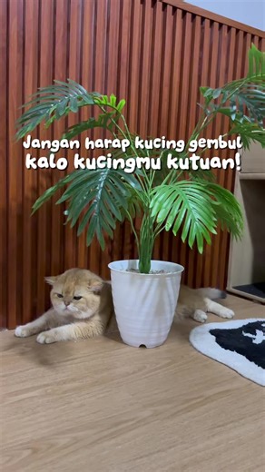 Effective Anti-Flea Serum for Cats