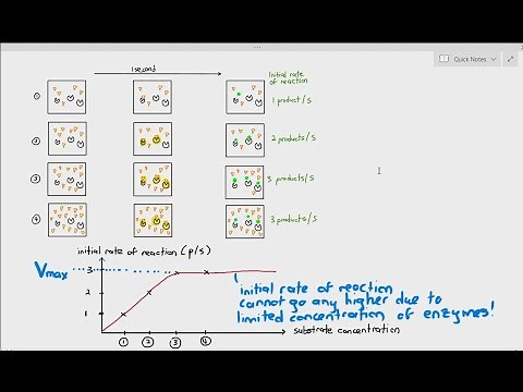 3-5 Effect of Substrate Concentration on Enzyme Activity (Cambridge AS A Level Biology, 9700)