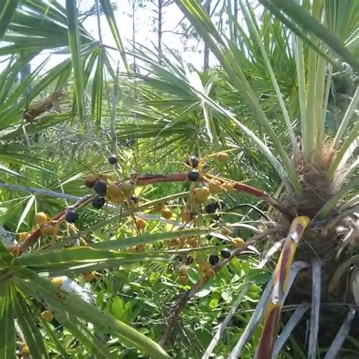 Eating Saw Palmetto Berries
