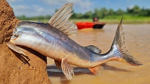 175K views · 1.5K reactions | Wow really amazing big stuck fish catching form river side dry place underground. best 2025 fishing video | Catch Fish With ET | Facebook