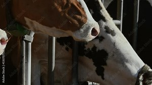 Gros plan sur le museau d'une vache au cornadis dans une exploitation bovine