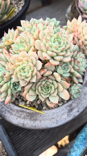 블루아이 #국민다육 #키핑다육 #캔디다육