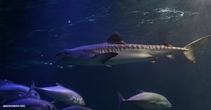 Maui Ocean Center - Maui Aquarium For The Whole Family