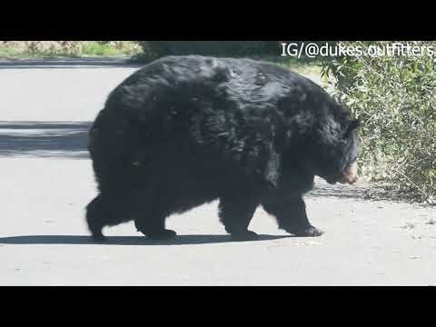 Chunky bear crosses the street.