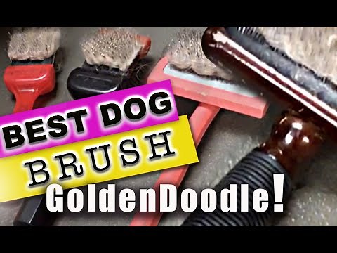 BEST Brush for your GoldenDoodle