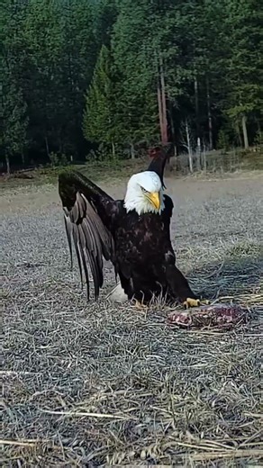 It Knew Exactly What It Came For