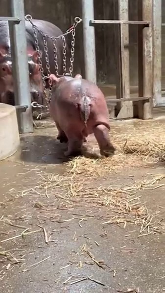 Cincinnati's Zoo's new baby hippo Fritz gets to know sister, Fiona