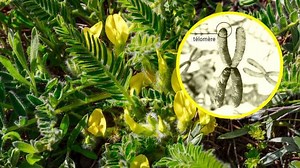 Cycloastragenol, la molécule qui prolonge la vie des cellules