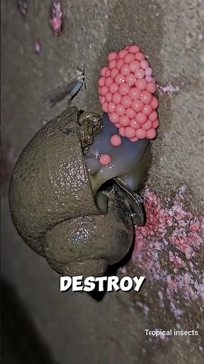 “Golden Apple Snail: The Pest That Can Destroy an Entire Rice Field”