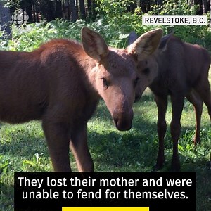 698K views · 1.2K reactions | After finding themselves motherless and unable to fend for themselves in the wild, the story of two young moose calves could have had a sad ending. Luckily, it doesn’t! www.cbc.ca/1.5176964 | CBC Vancouver | Facebook