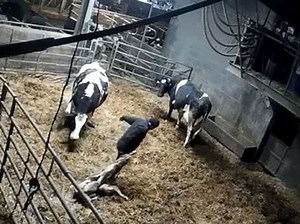 Watch: Shocking footage shows dairy cows at Shropshire farm being punched, kicked and dragged
