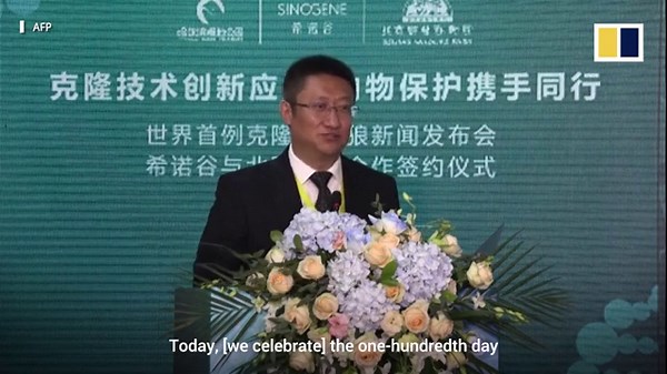 ‘World’s first’ cloned Arctic wolf bred in a Chinese lab