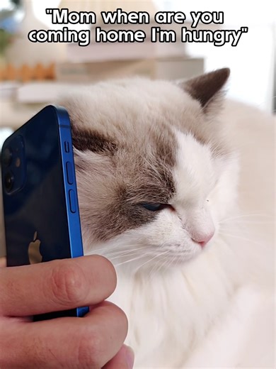 Calling mom for food updates 📞🐾 Dad doesn’t count 😼 #pawhut #cat #funnycat #CatLife #kitten #fyp #PetTok #CatTok