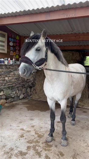 Routine nettoyage de génie : Shampoing, brossage, repos - Éva Bouchut