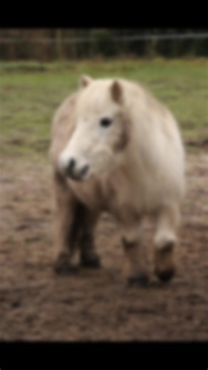 Tommy the Shetland Pony's Muddy Winter Transformation