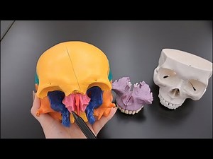 Skull Anatomy Series - The Ethmoid Bone - Part 9 of 9