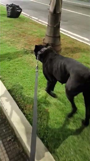 Katana Cane Corso #canecorso #dog #canecorsopuppy