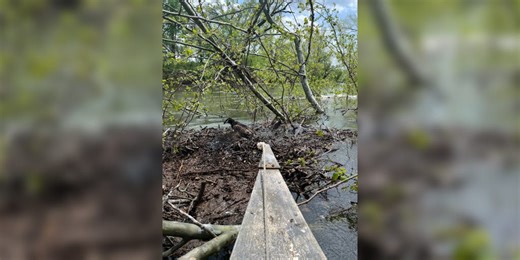Bald eagle chicks rescued from sinking nest in Missouri river