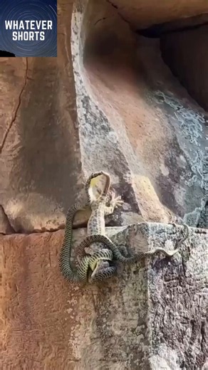 Gecko saves buddy from snake.