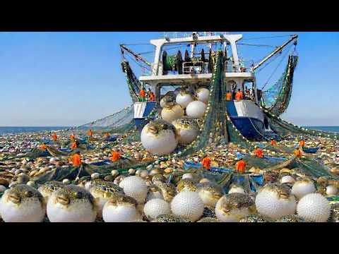 How Millions of Pufferfish Are Safely Caught and Processed | Non-Toxic Fugu Sashimi