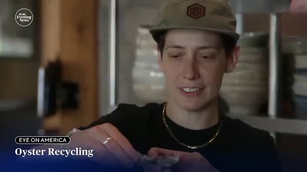 Why used oyster shells get recycled back into water