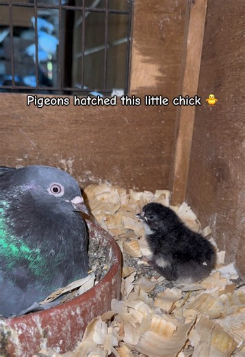 Before and after… look how much she changed 🐥 chicky . . . . . . . #AdorablePets #backyardchickens #fypシ #animallover #beforeandafter