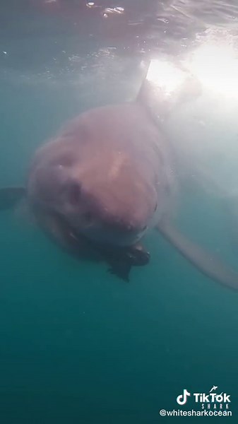 White Shark Ocean on TikTok