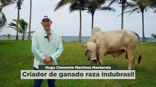 60K views · 1.5K reactions | Conoce la Raza de Ganado Indubrasil.  #VeracruzAgropecuario #ProduceOrgullo | Veracruz Agropecuario | Facebook