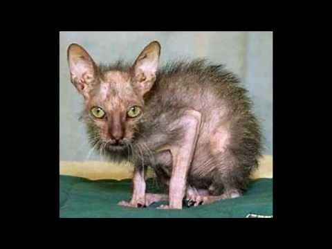 Top 10 der hässlichsten Tiere der Welt