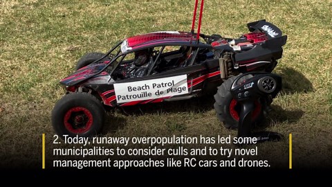 5 things you may not know about the Canada goose