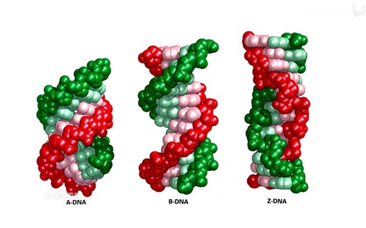 武汉大学—DNA双螺旋结构(Watson&Crick)