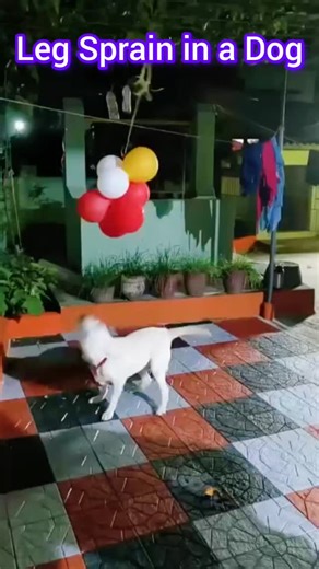 Dr.Surendra on Instagram: "Leg Sprain in a Dog"