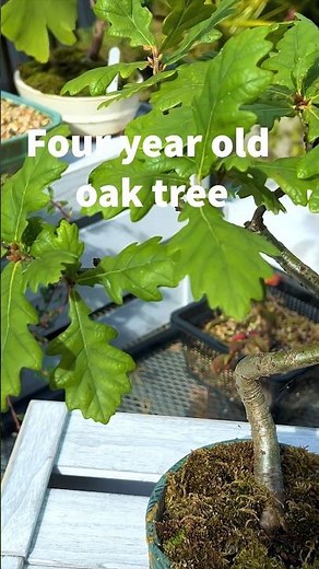 Four Year Old Oak Bonsai