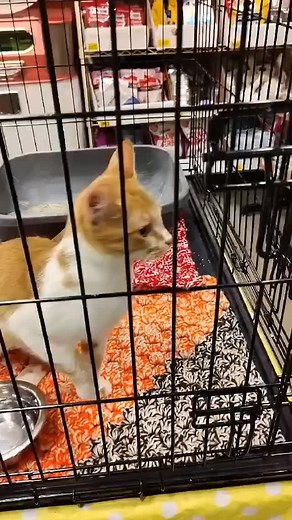 17 reactions |  Meet Mango – The Cat Who Might Just Out-Trick Your...