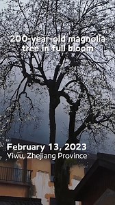 A 200-year-old magnolia tree is in full bloom in Yiwu, Zhejiang Province. #GlimpseofChina | Xi's Moments