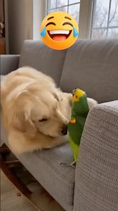 Derpy Dog vs Smart Parrot 🐶🦜#FunnyAnimals #Shorts #FunnyCats #FunnyDogs