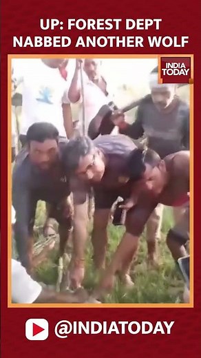 Bahraich Wolf Attack: Forest Department Nabs Fifth Man-eating Wolf | India Today