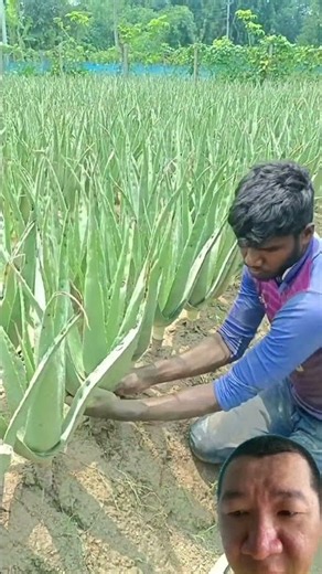 How to harvest aloe vera