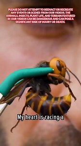 Murder hornet sting! #japan #stingzone #hornets #coyotepeterson | Coyote Peterson