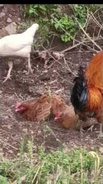 Why Do Chickens Scratch the Ground and Sit in Dirt? 🐔