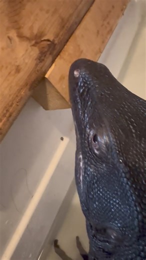 Daily dose of Dexter morning shower! | The Happy Monitor