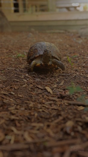 Welcome.... to Cajun Encounters. Our swamp tours bring you face-to-face with living dinosaurs both big and small. Ready for a prehistoric adventure? #CajunEncounters #SwampLife #AlligatorCountry #NOLAadventures #LouisianaWildlife #TurtleLife #HoneyIslandSwamps #CajunEncounters #JurassicCreatures | Cajun Encounters Tour Company