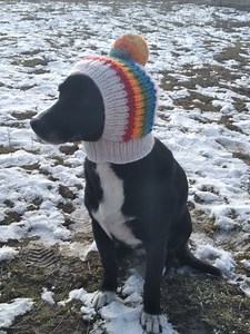 Pdf Knitting Pattern Rainbow Dog Hat,big Pompom Dog Hat,medium Dog Hat,knitted Dog Hat,dog Fashion,gift Dog,pet Lover Gift,easy Knitting Pat - Etsy