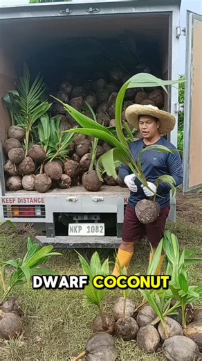 351K views · 8.5K reactions |  Another 1,000 Dwarf Coconut seedlings ang ide-deliver namin ngayon sa Maragondon, Cavite!  Noong nakaraang linggo ay 1,000 seedlings din ang aming dinala, at dahil top-quality ang aming pananim, muling nagtiwala ang aming kliyente.  Maraming salamat po! ” #CoconutFarming #DwarfCoconut #HealthySeedlings #FarmFresh #MaragondonCavite #AgriBusinessPH | Mathea's Garden: Plant & Tree Nursery | Facebook
