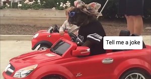 If laughter is the best medicine, the Google Assistant can write you a prescription. Ask it for a joke whenever you like #InternationalJokeDay | Google