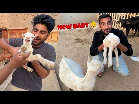 Hmary Mini Zoo Main Baby Goat Agea😍