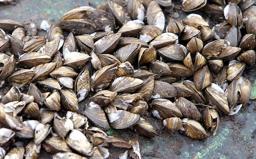 Can You Eat Zebra Mussels? Are They Edible?