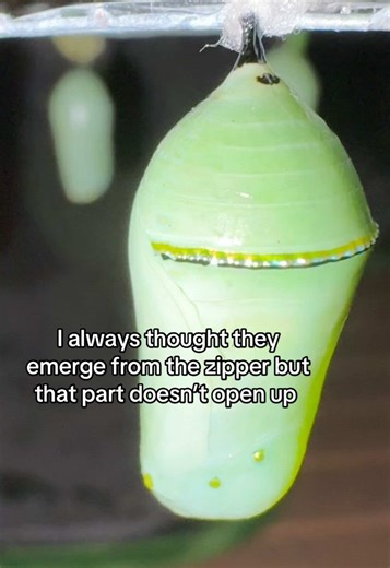 I was surprised it’s not a zipper but an oxygen line that looks gold 🤯