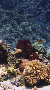 That golden coral covered in fish? It stings like fire %'